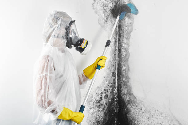 Best Black Mold Removal  in Fair Haven, NY