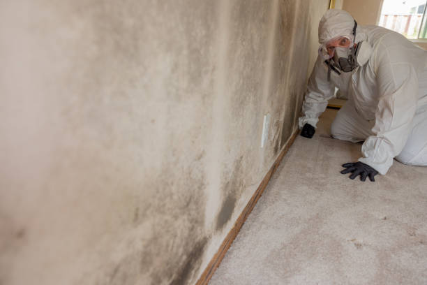 Best Basement Mold Removal  in Fair Haven, NY